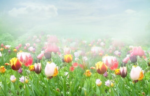 весенний фон тюльпаны