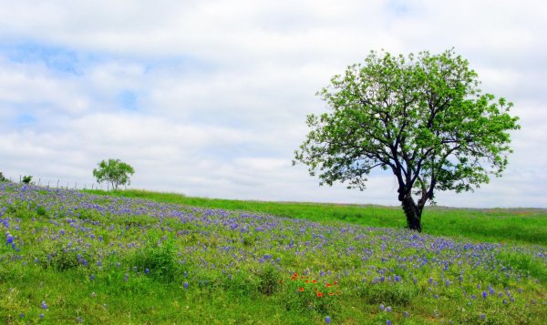 texas bluebonnet