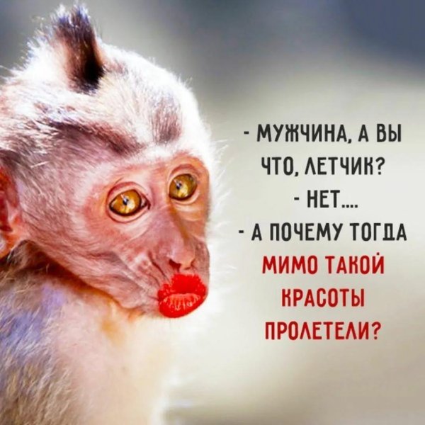 обезьянка с накрашенными губами
