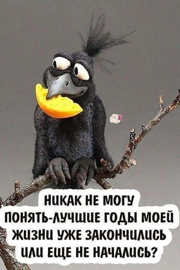 прикольная ворона