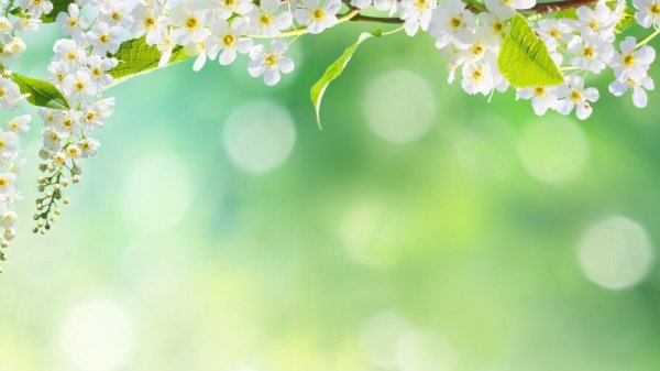 черемуха белая