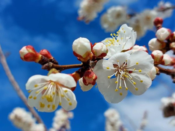 цветущий урюк