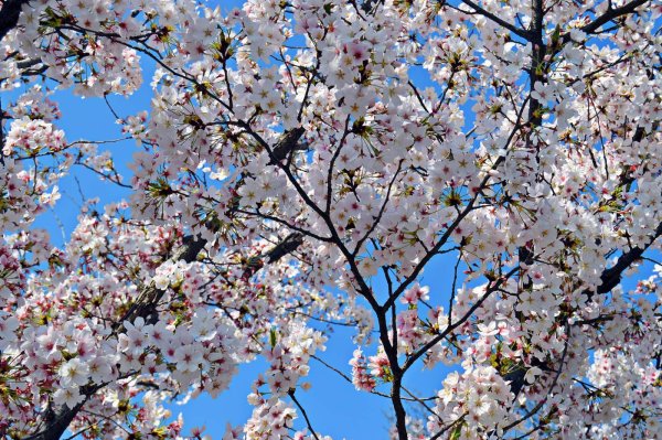 весеннее цветение