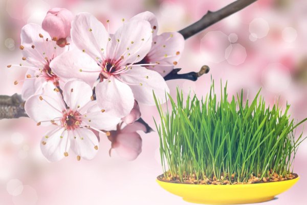 проросшая пшеница сумаляк