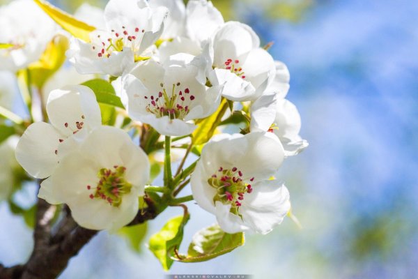 груша уссурийская цветение