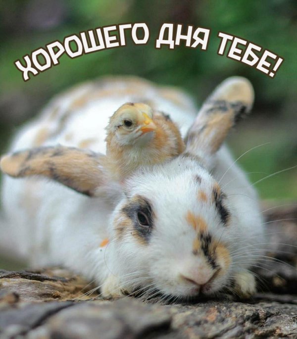 милые животные