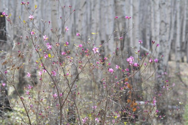 багульник дальневосточный