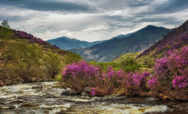 цветение маральника на алтае