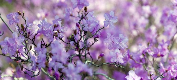 багульник белый