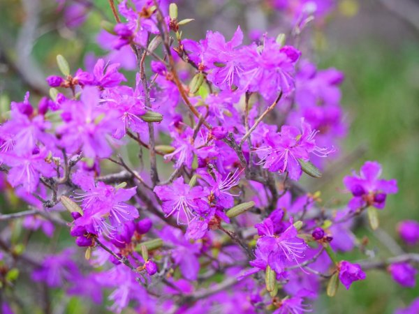 багульник дальневосточный