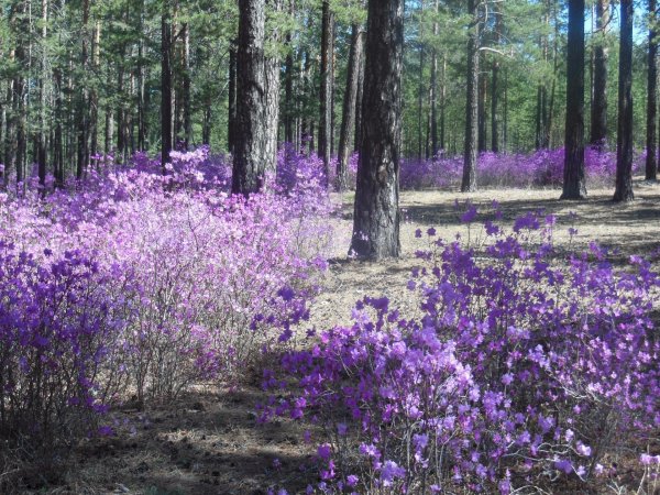 багульник забайкалье