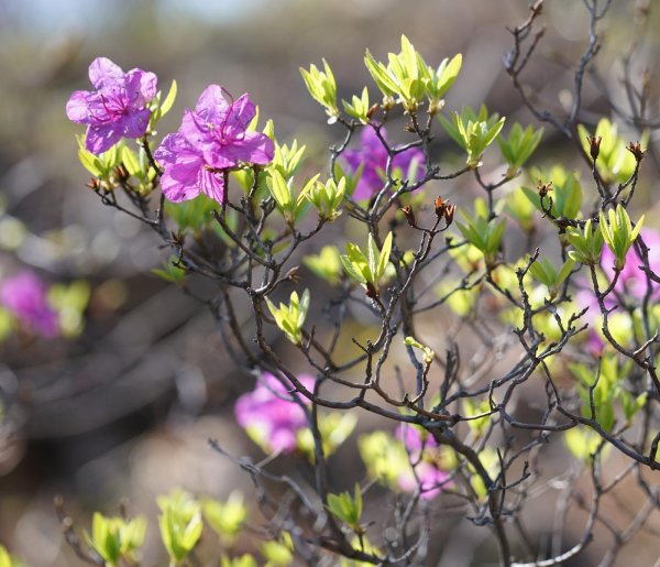растение багульник