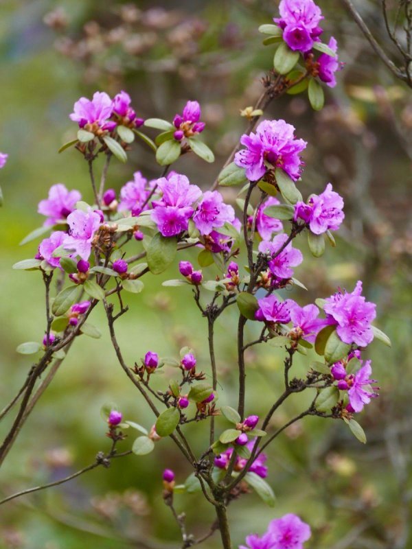 рододендрон ледебура маральник