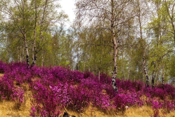 природа забайкальского края багульник