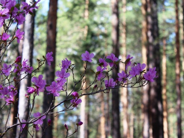 багульник забайкалье