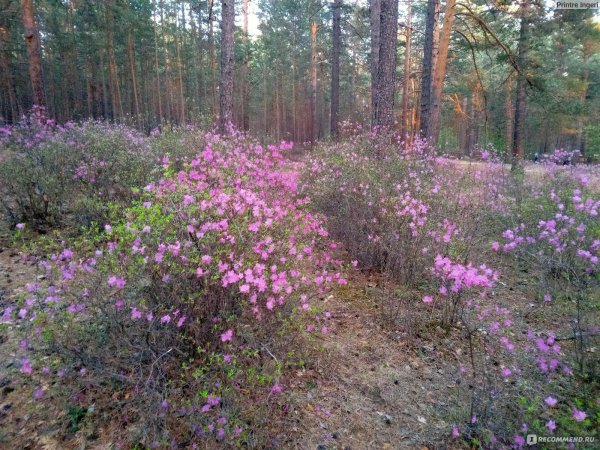 Весна багульник