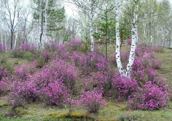 багульник сопки забайкальский
