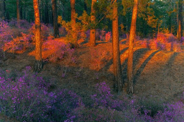 природа забайкальского края багульник