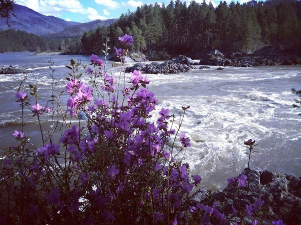 цветение маральника горный алтай