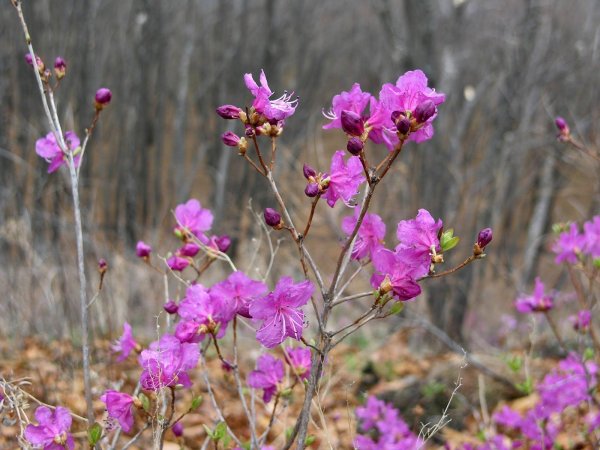 багульник сибирский