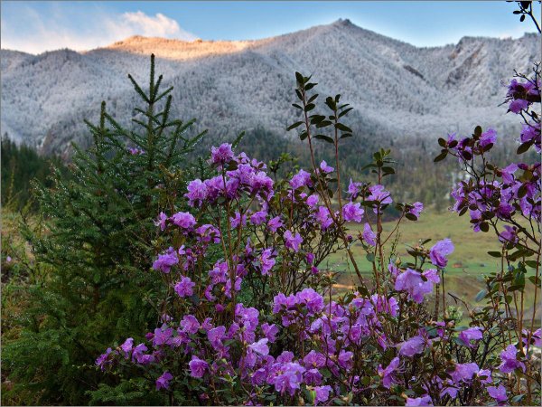 цветение маральника на алтае