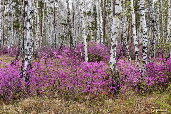 природа забайкальского края багульник