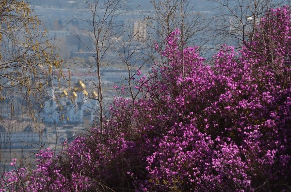 багульник забайкалье