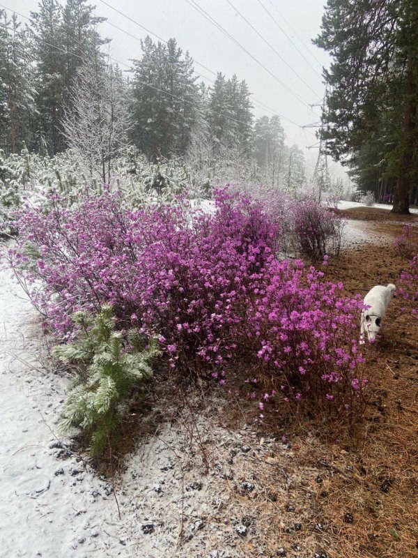 багульник забайкальский