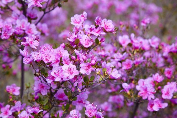 рододендрон ледебура маральник