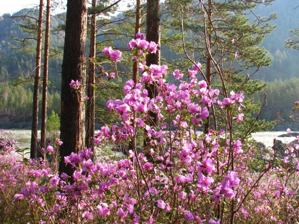 Весна багульник