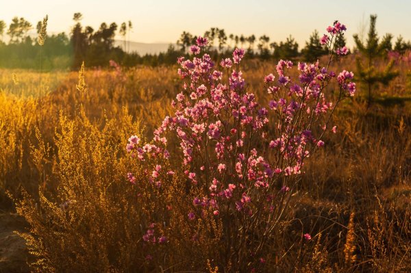 багульник забайкалье