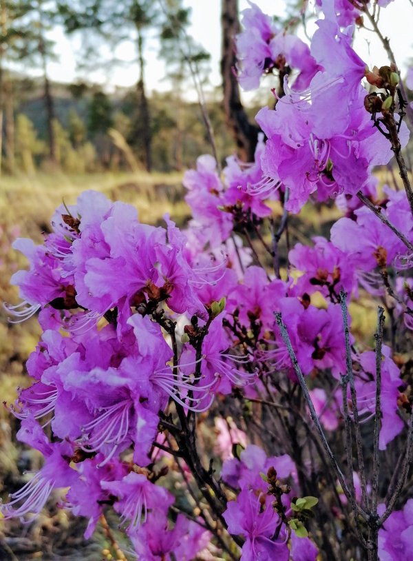 рододендрон даурский