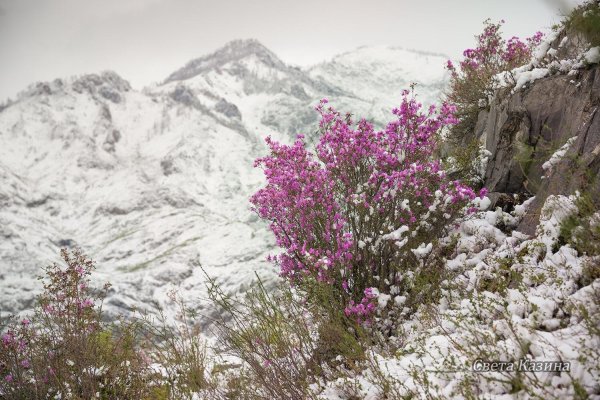 маральник горный алтай рододендрон