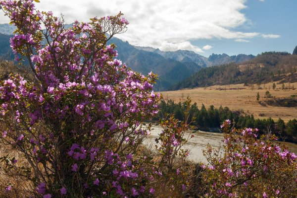 багульник байкальский