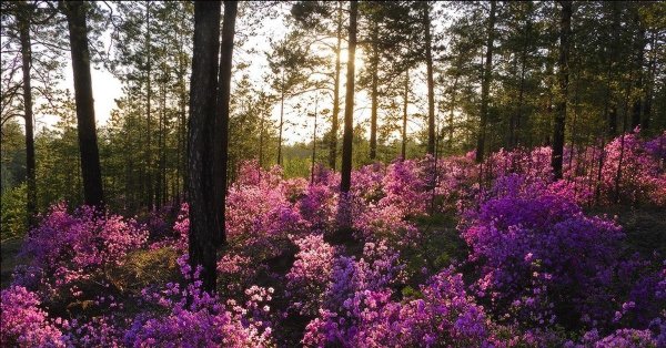 багульник таежный