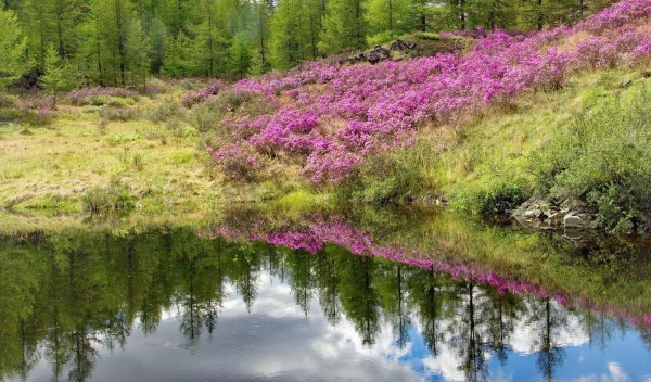 цветение маральника на алтае