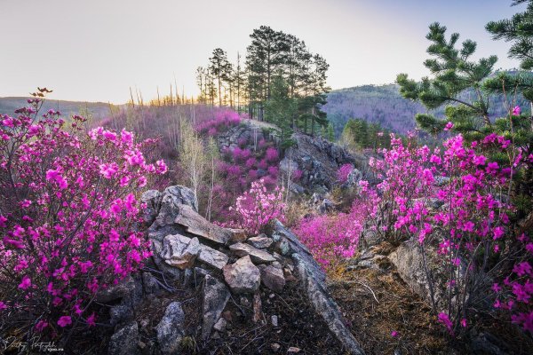 багульник в забайкалье