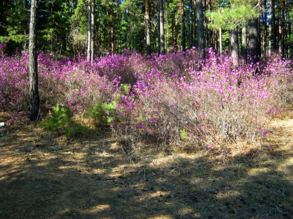 рододендрон даурский багульник