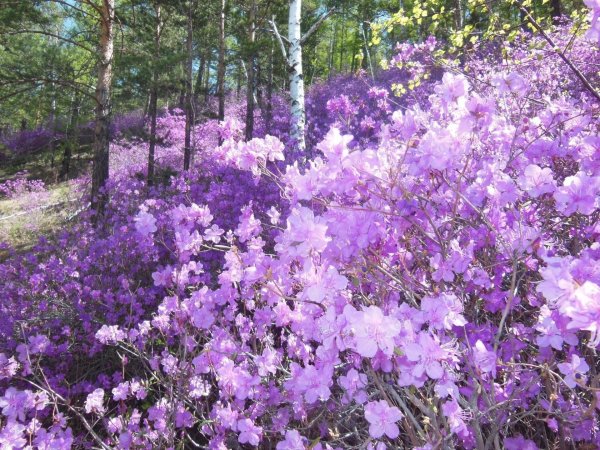 багульник дальневосточный