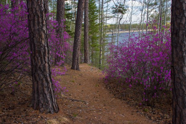 рододендрон даурский багульник