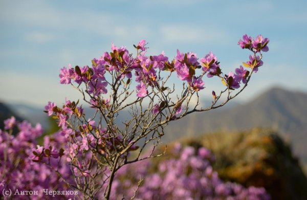 цветение маральника на алтае