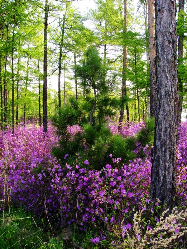 рододендрон даурский забайкалье