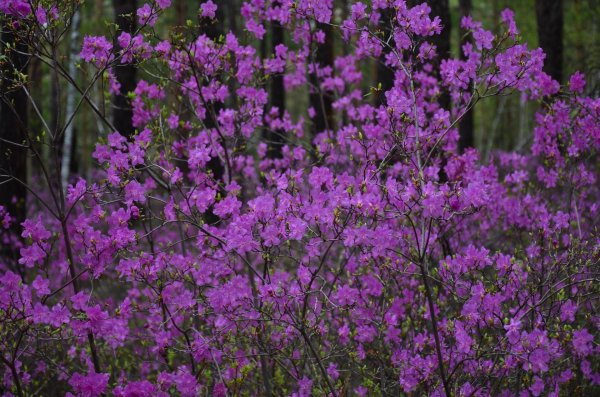 рододендрон сихотинский маральник