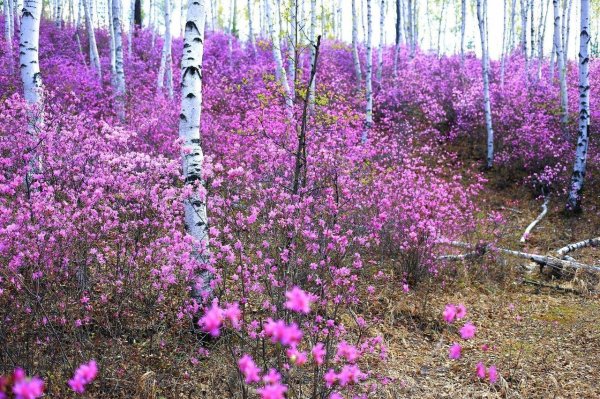 багульник даурский