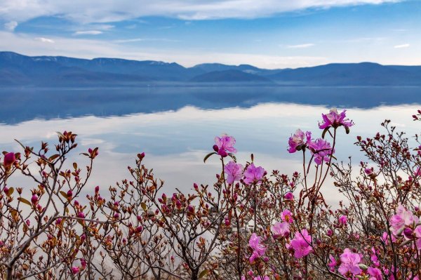 цветение багульника на байкале