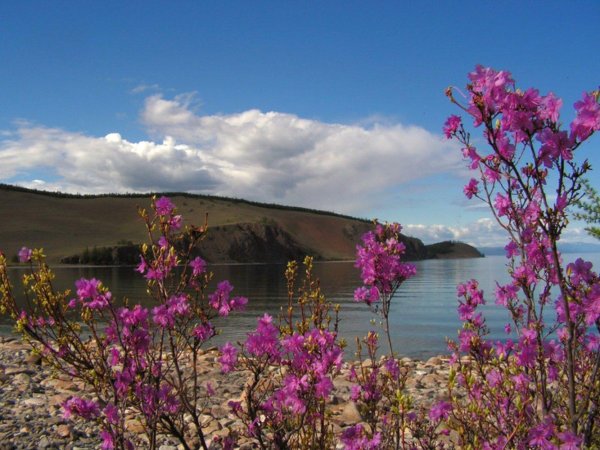 цветение багульника на байкале