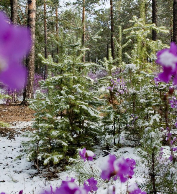 цветущий багульник сосновый бор