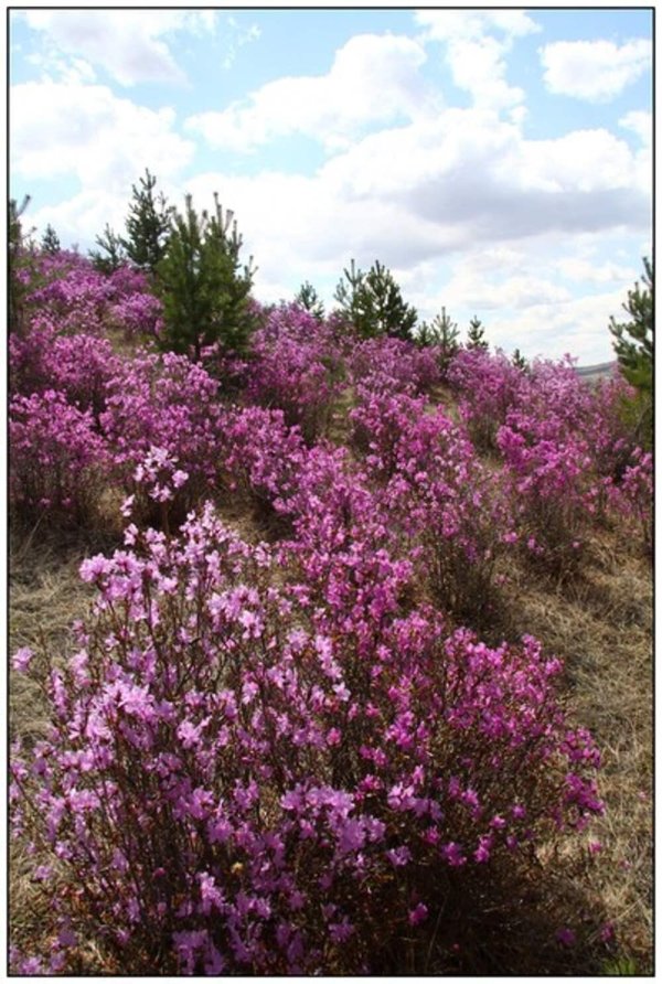 багульник забайкальский