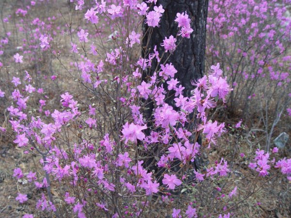багульник забайкалье
