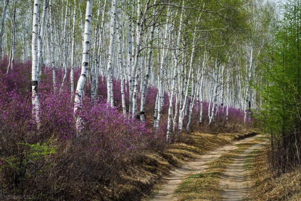 лес забайкалья багульник